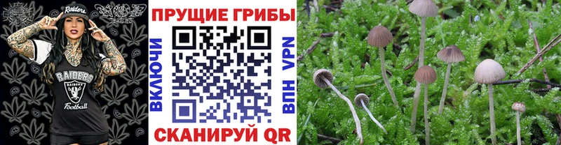 Псилоцибиновые грибы мицелий  купить наркоту  Рассказово 